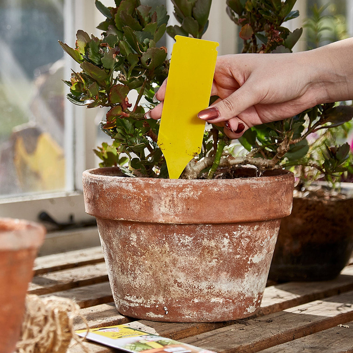Zero In Pot Plant Bug Trap – Pack of 5